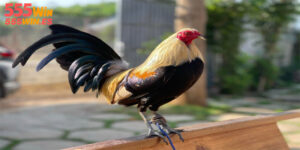 Cách Mài Cựa Gà | Kỹ Thuật Chăm Sóc Chiến Kê Thi Đấu Tốt Nhất