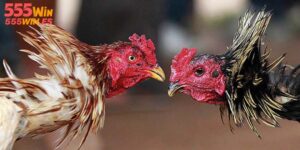 Đá Gà Đòn | Chia Sẻ Thông tin & Mẹo Hay Từ Kê Thủ 555WIN